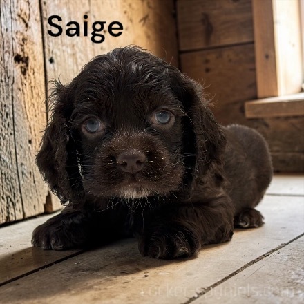 puppy, for, sale, Cocker Spaniel, Joe & Cherri  Overlease, dog, breeder, Miller, MO, dog-breeder, puppy-for-sale, forsale, nearby, find, puppyfind, locator, puppylocator, aca